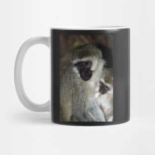 Black-faced Vervet Monkeys, Kenya. Mug